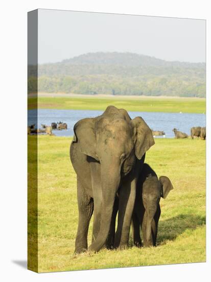 Sri Lankan Elephant (Elephas Maximus Maximus), Minneriya National Park, Sri Lanka, Asia-Jochen Schlenker-Stretched Canvas