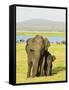 Sri Lankan Elephant (Elephas Maximus Maximus), Minneriya National Park, Sri Lanka, Asia-Jochen Schlenker-Framed Stretched Canvas