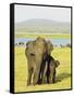 Sri Lankan Elephant (Elephas Maximus Maximus), Minneriya National Park, Sri Lanka, Asia-Jochen Schlenker-Framed Stretched Canvas