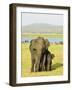 Sri Lankan Elephant (Elephas Maximus Maximus), Minneriya National Park, Sri Lanka, Asia-Jochen Schlenker-Framed Photographic Print