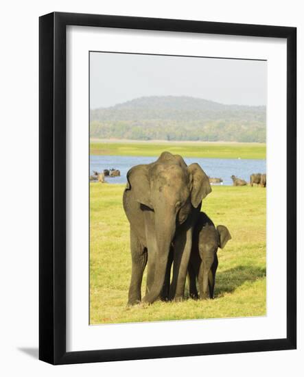 Sri Lankan Elephant (Elephas Maximus Maximus), Minneriya National Park, Sri Lanka, Asia-Jochen Schlenker-Framed Photographic Print