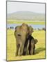 Sri Lankan Elephant (Elephas Maximus Maximus), Minneriya National Park, Sri Lanka, Asia-Jochen Schlenker-Mounted Photographic Print