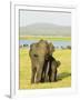 Sri Lankan Elephant (Elephas Maximus Maximus), Minneriya National Park, Sri Lanka, Asia-Jochen Schlenker-Framed Photographic Print