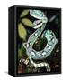 Sri Lankan Palm Viper, Native to Sri Lanka-David Northcott-Framed Stretched Canvas