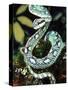 Sri Lankan Palm Viper, Native to Sri Lanka-David Northcott-Stretched Canvas