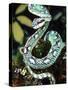 Sri Lankan Palm Viper, Native to Sri Lanka-David Northcott-Stretched Canvas