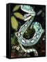 Sri Lankan Palm Viper, Native to Sri Lanka-David Northcott-Framed Stretched Canvas