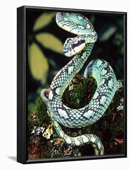 Sri Lankan Palm Viper, Native to Sri Lanka-David Northcott-Framed Photographic Print