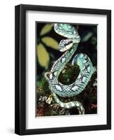 Sri Lankan Palm Viper, Native to Sri Lanka-David Northcott-Framed Photographic Print