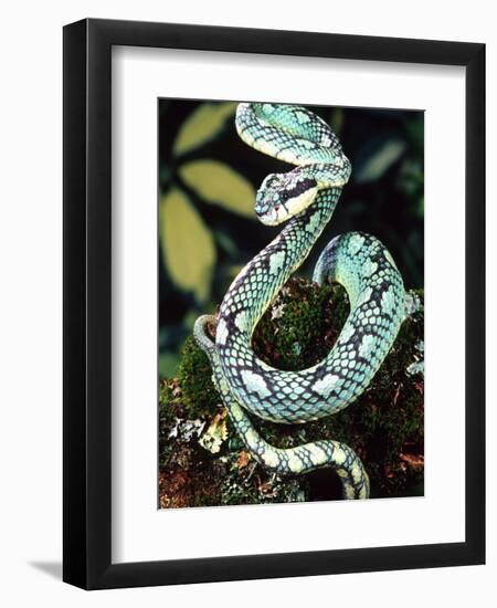 Sri Lankan Palm Viper, Native to Sri Lanka-David Northcott-Framed Photographic Print