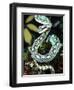 Sri Lankan Palm Viper, Native to Sri Lanka-David Northcott-Framed Photographic Print