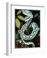 Sri Lankan Palm Viper, Native to Sri Lanka-David Northcott-Framed Photographic Print