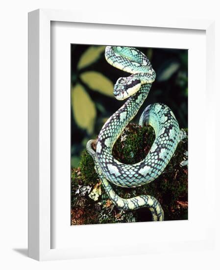 Sri Lankan Palm Viper, Native to Sri Lanka-David Northcott-Framed Photographic Print