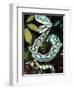 Sri Lankan Palm Viper, Native to Sri Lanka-David Northcott-Framed Photographic Print