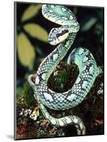 Sri Lankan Palm Viper, Native to Sri Lanka-David Northcott-Mounted Photographic Print