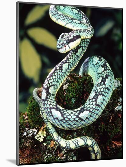 Sri Lankan Palm Viper, Native to Sri Lanka-David Northcott-Mounted Photographic Print