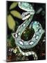 Sri Lankan Palm Viper, Native to Sri Lanka-David Northcott-Mounted Photographic Print