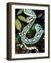 Sri Lankan Palm Viper, Native to Sri Lanka-David Northcott-Framed Photographic Print