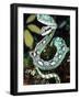 Sri Lankan Palm Viper, Native to Sri Lanka-David Northcott-Framed Photographic Print