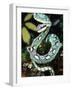 Sri Lankan Palm Viper, Native to Sri Lanka-David Northcott-Framed Photographic Print