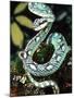 Sri Lankan Palm Viper, Native to Sri Lanka-David Northcott-Mounted Photographic Print