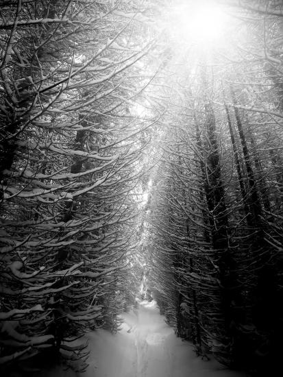 Premium Photographic Print, , large