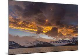 St. Andres Bay on South Georgia Island during sunset, huge colony of King Penguins-Martin Zwick-Mounted Photographic Print