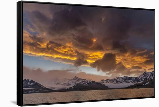 St. Andres Bay on South Georgia Island during sunset, huge colony of King Penguins-Martin Zwick-Framed Stretched Canvas