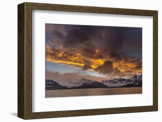St. Andres Bay on South Georgia Island during sunset, huge colony of King Penguins-Martin Zwick-Framed Photographic Print