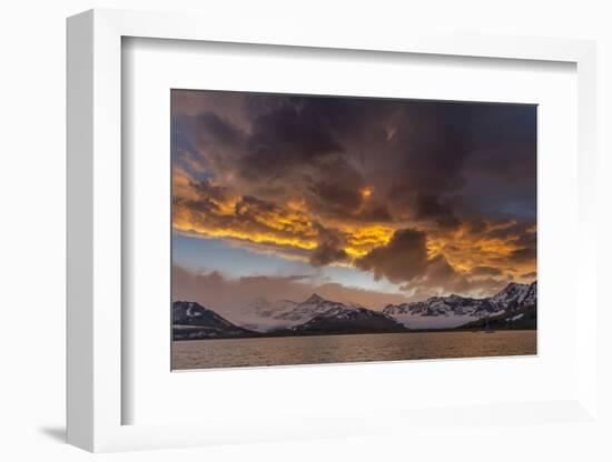 St. Andres Bay on South Georgia Island during sunset, huge colony of King Penguins-Martin Zwick-Framed Photographic Print