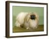 St. Aubrey Pai Foo of Wychstock Owned by Taylor and Aubrey- Jones-null-Framed Premium Photographic Print