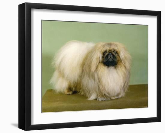 St. Aubrey Pai Foo of Wychstock Owned by Taylor and Aubrey- Jones-null-Framed Premium Photographic Print