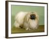 St. Aubrey Pai Foo of Wychstock Owned by Taylor and Aubrey- Jones-null-Framed Photographic Print