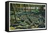 St. Augustine, Florida - Alligator-Ostrich Farm Scene-Lantern Press-Framed Stretched Canvas