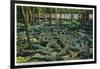 St. Augustine, Florida - Alligator-Ostrich Farm Scene-Lantern Press-Framed Art Print