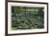 St. Augustine, Florida - Alligator-Ostrich Farm Scene-Lantern Press-Framed Art Print