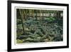 St. Augustine, Florida - Alligator-Ostrich Farm Scene-Lantern Press-Framed Art Print