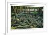 St. Augustine, Florida - Alligator-Ostrich Farm Scene-Lantern Press-Framed Premium Giclee Print