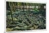 St. Augustine, Florida - Alligator-Ostrich Farm Scene-Lantern Press-Mounted Premium Giclee Print