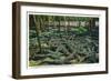 St. Augustine, Florida - Alligator-Ostrich Farm Scene-Lantern Press-Framed Art Print