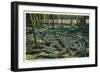 St. Augustine, Florida - Alligator-Ostrich Farm Scene-Lantern Press-Framed Art Print