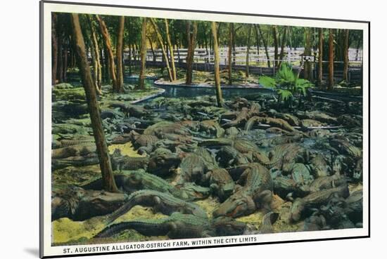 St. Augustine, Florida - Alligator-Ostrich Farm Scene-Lantern Press-Mounted Art Print