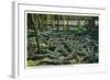 St. Augustine, Florida - Alligator-Ostrich Farm Scene-Lantern Press-Framed Art Print