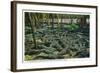 St. Augustine, Florida - Alligator-Ostrich Farm Scene-Lantern Press-Framed Art Print