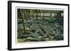 St. Augustine, Florida - Alligator-Ostrich Farm Scene-Lantern Press-Framed Art Print