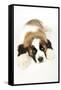 St Bernard Dog 14 Week Old Puppy-null-Framed Stretched Canvas