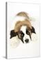 St Bernard Dog 14 Week Old Puppy-null-Stretched Canvas