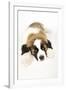 St Bernard Dog 14 Week Old Puppy-null-Framed Photographic Print