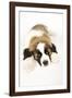 St Bernard Dog 14 Week Old Puppy-null-Framed Photographic Print