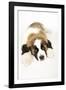 St Bernard Dog 14 Week Old Puppy-null-Framed Photographic Print